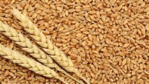 «التموين»: انتهاء موسم توريد القمح غدًا.. وسداد 16 مليار جنيه مستحقات للمزارعين
