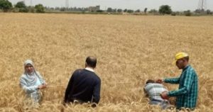 شون وصوامع المنيا تستقبل 436 ألف طن من محصول القمح بجميع المراكز