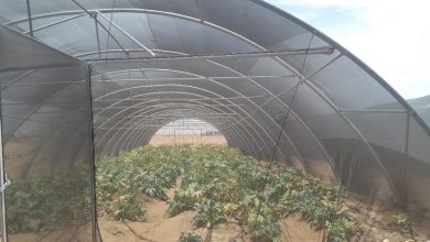 جامعة أسوان تنفذ مشروع زراعة 50 فدانا تضم 8 صوبات للخضروات والفاكهة والنباتات الطبية والعطرية